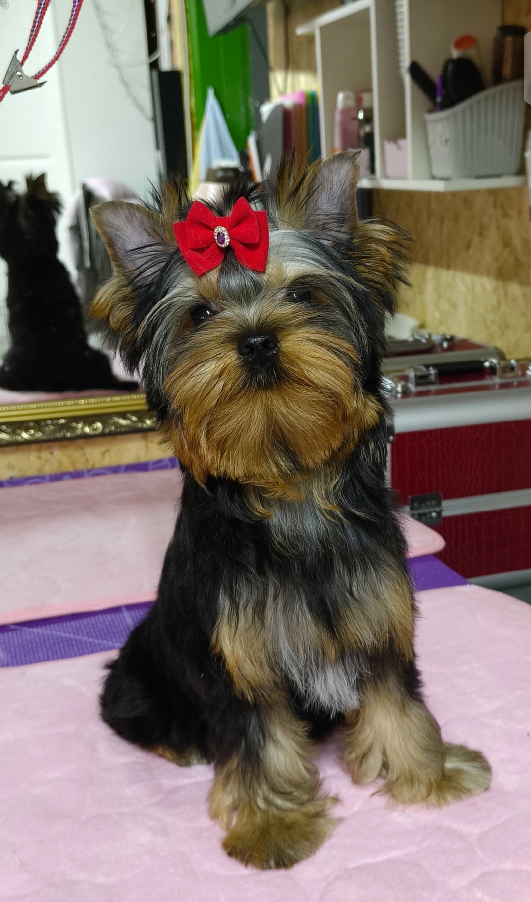 AS'TORRIA LIFE MIKAEL CHARM DE'LUXE &mdash; Labaza DogPedigree YorkshireTerrier