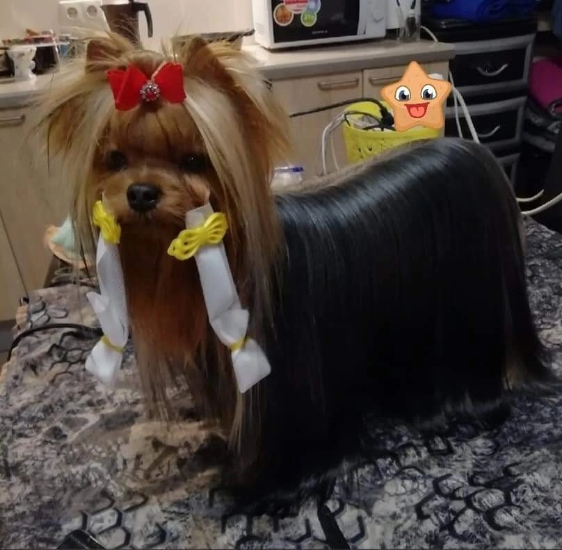  KART BLANSH BACHATA &mdash; Labaza DogPedigree YorkshireTerrier