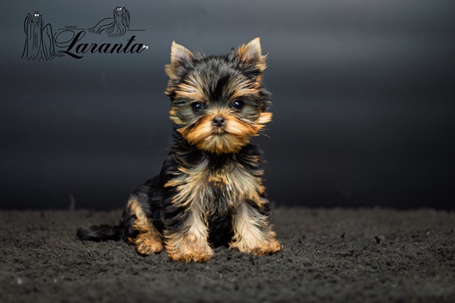  LARANTA FRANÇOISE DE BOURBON &mdash; Labaza DogPedigree YorkshireTerrier