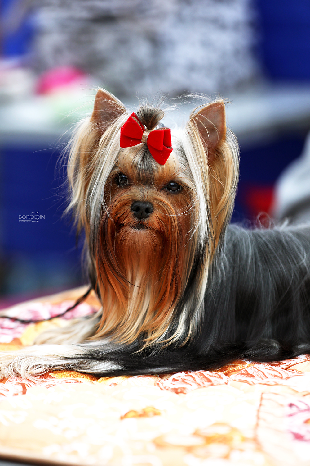 MiLaris love AGATA ALL LOVE FOR YOU &mdash; Labaza DogPedigree YorkshireTerrier