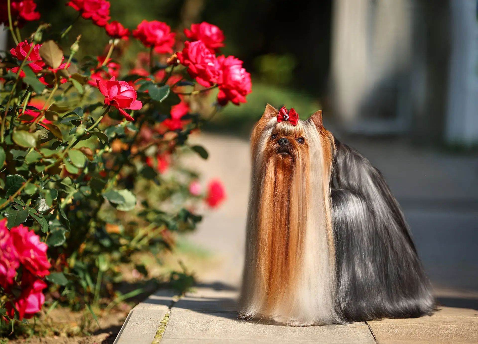  DAR PRISE BARIN &mdash; Labaza DogPedigree YorkshireTerrier