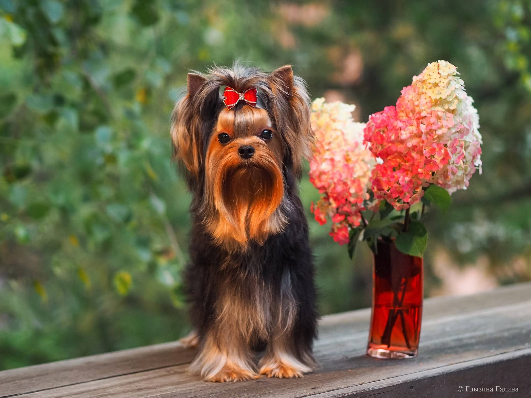 LARANTA CELENTANOО &mdash; Labaza DogPedigree YorkshireTerrier